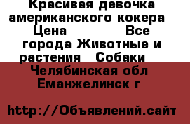 Красивая девочка американского кокера › Цена ­ 35 000 - Все города Животные и растения » Собаки   . Челябинская обл.,Еманжелинск г.